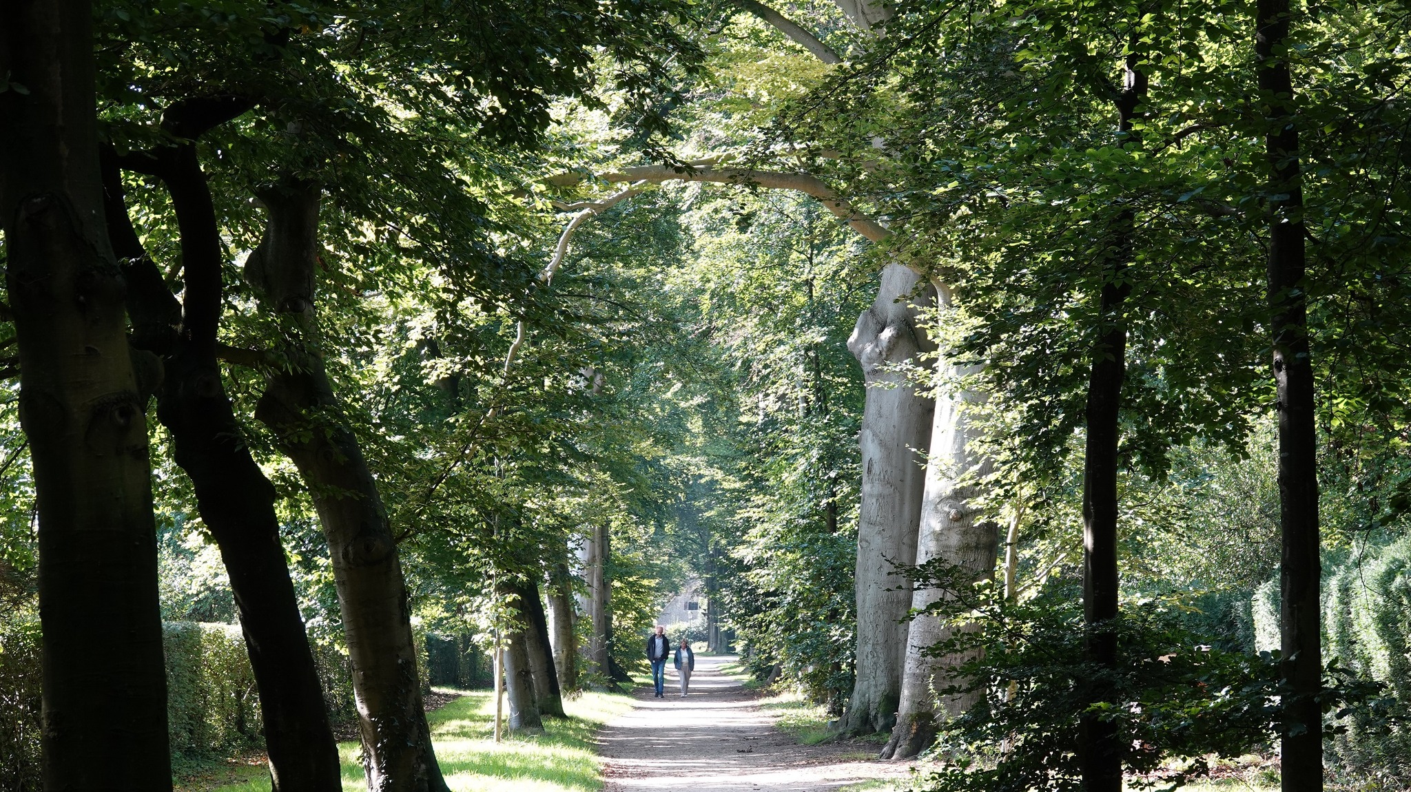 Hortuscafé 17 mei: over bomen, bossen, burgers en beleid